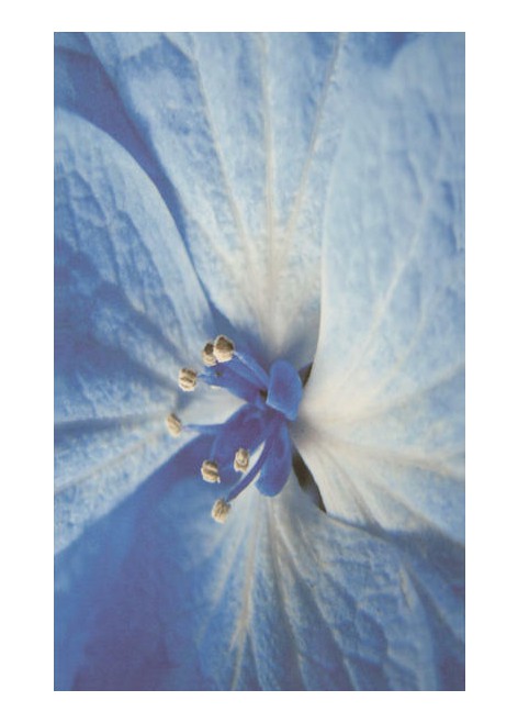 Dekorace Acapulco Blue Dekor Kwiat 25x40