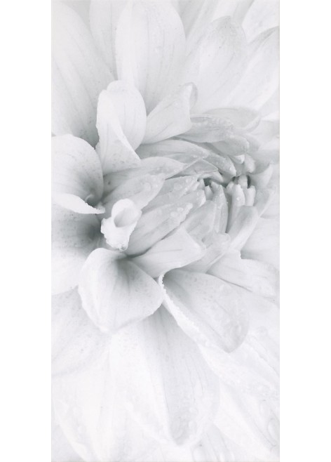 Dekor Grissa White Gerbera 29,7x60