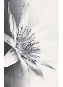 Dekor Negra White Flower 25x40
